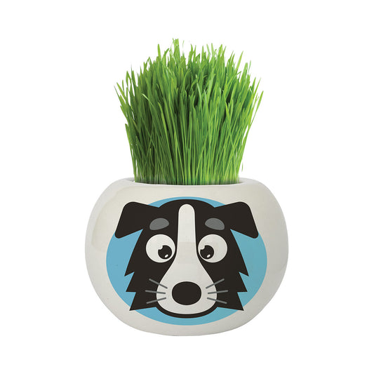 Hairy Head Grow Kit Assorted