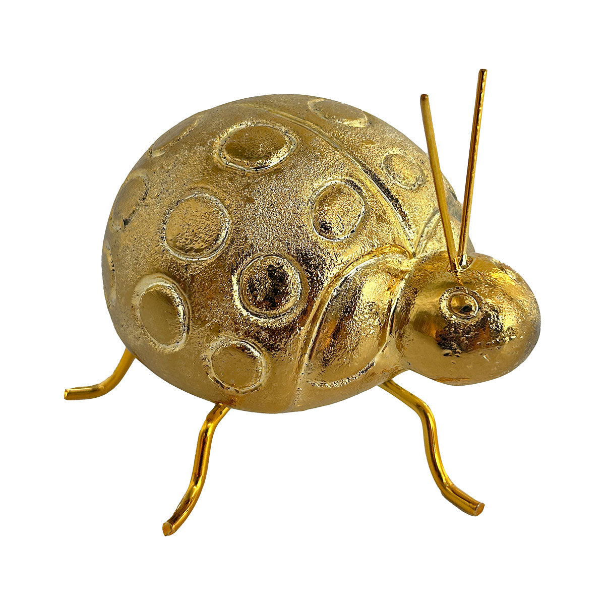 Golden Ladybird