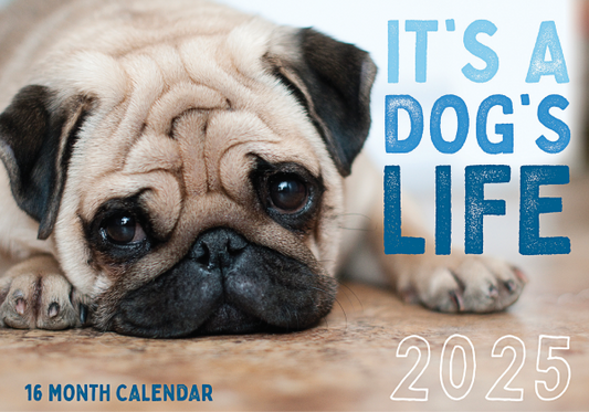 2025 16 Month Calendar Assorted