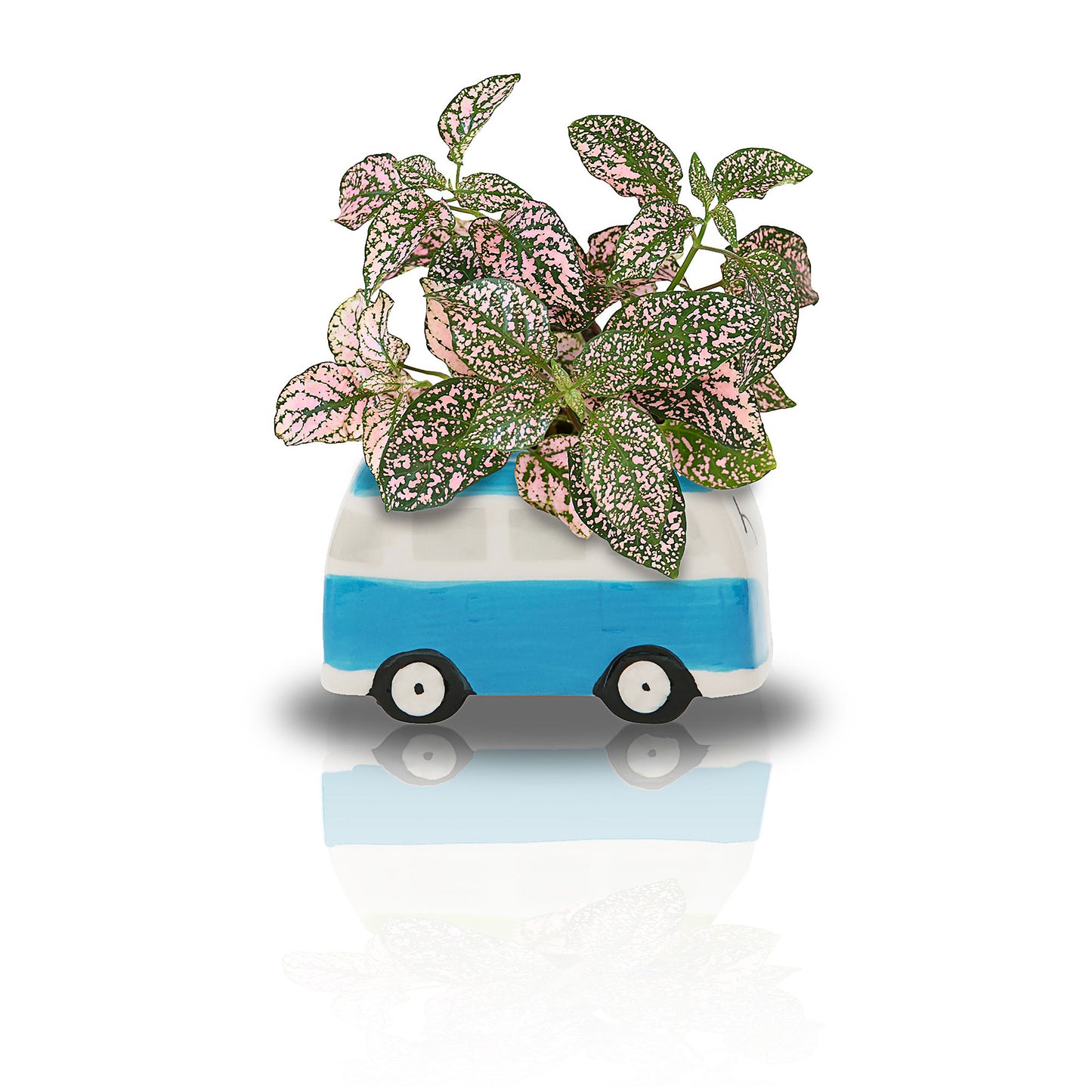 Minivan Grow Kit Blue
