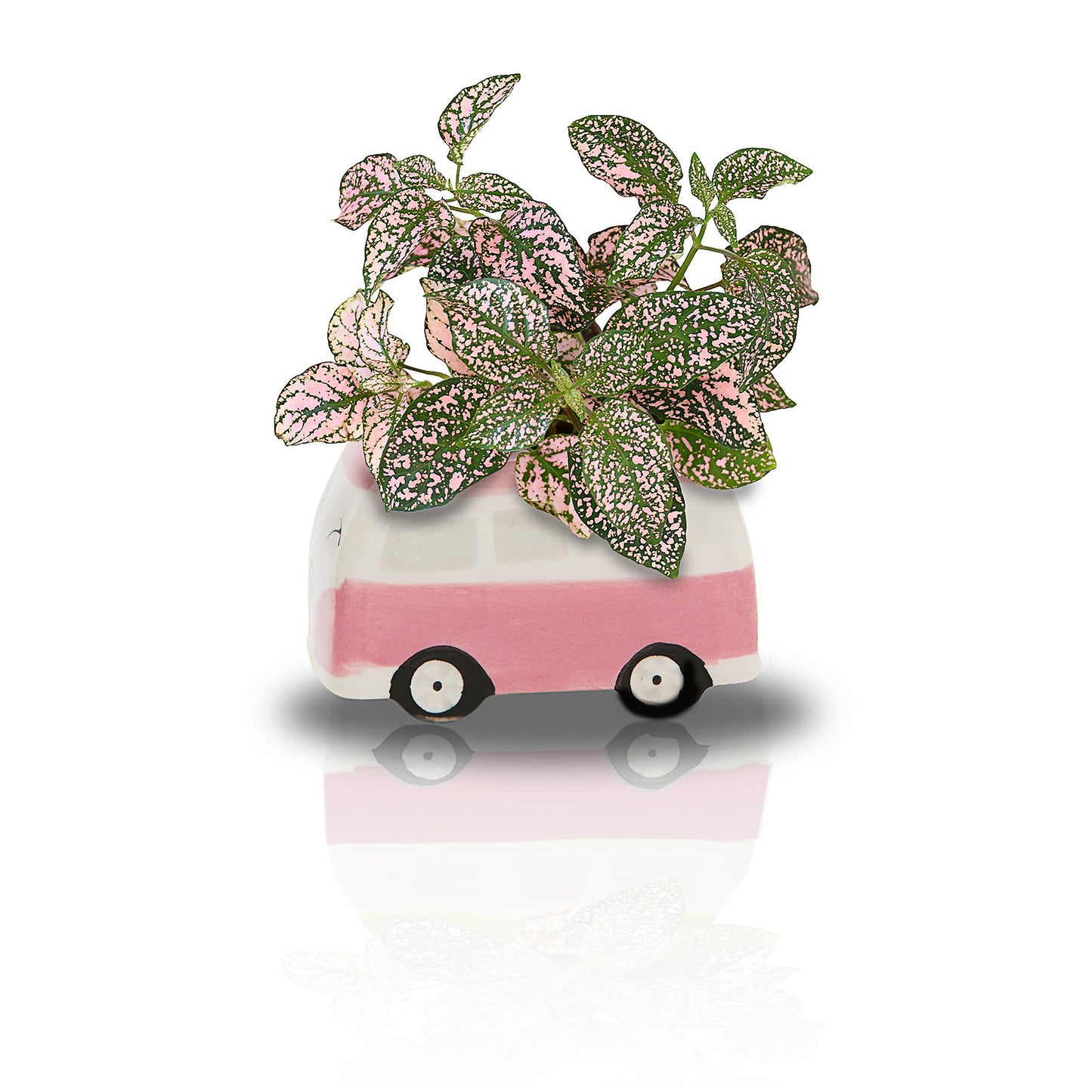 Minivan Grow Kit Pink