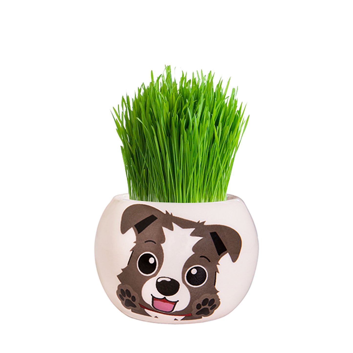 Grass Hair Kit Puppy Border Collie