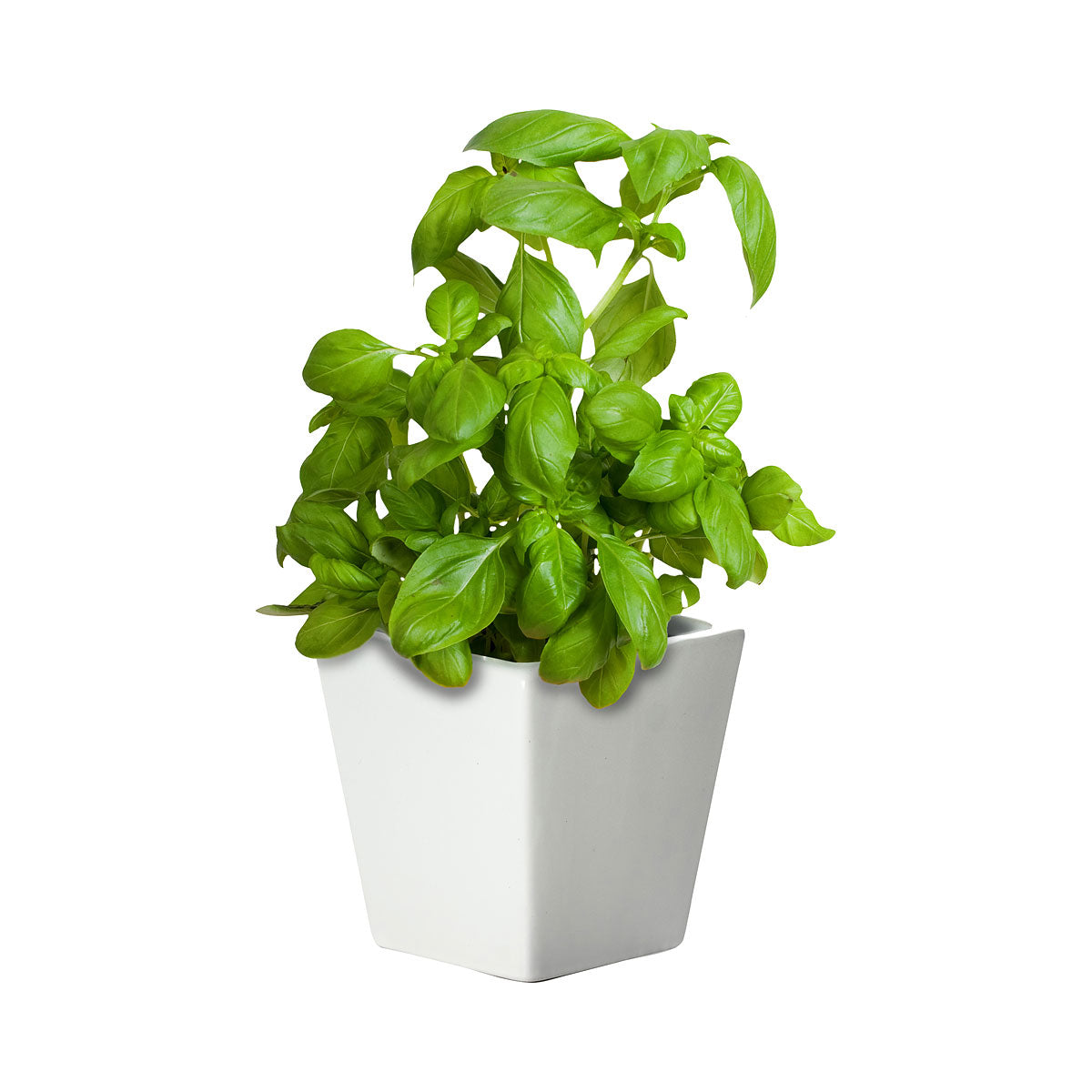 Ceramic Square Pot Sweet Basil