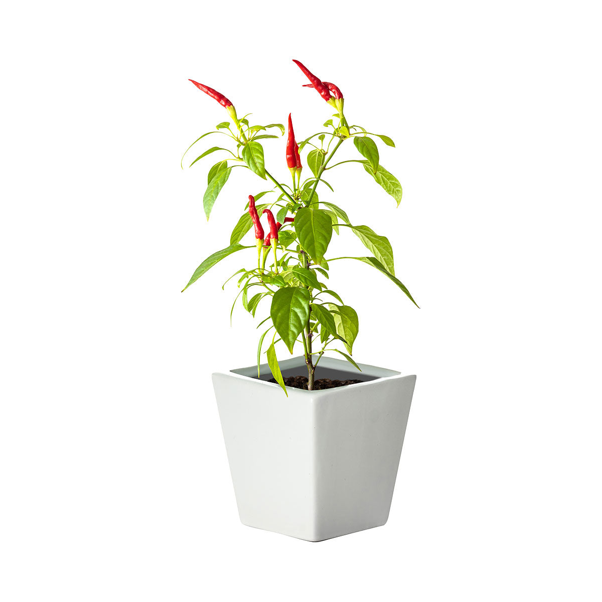 Ceramic Square Pot Chilli