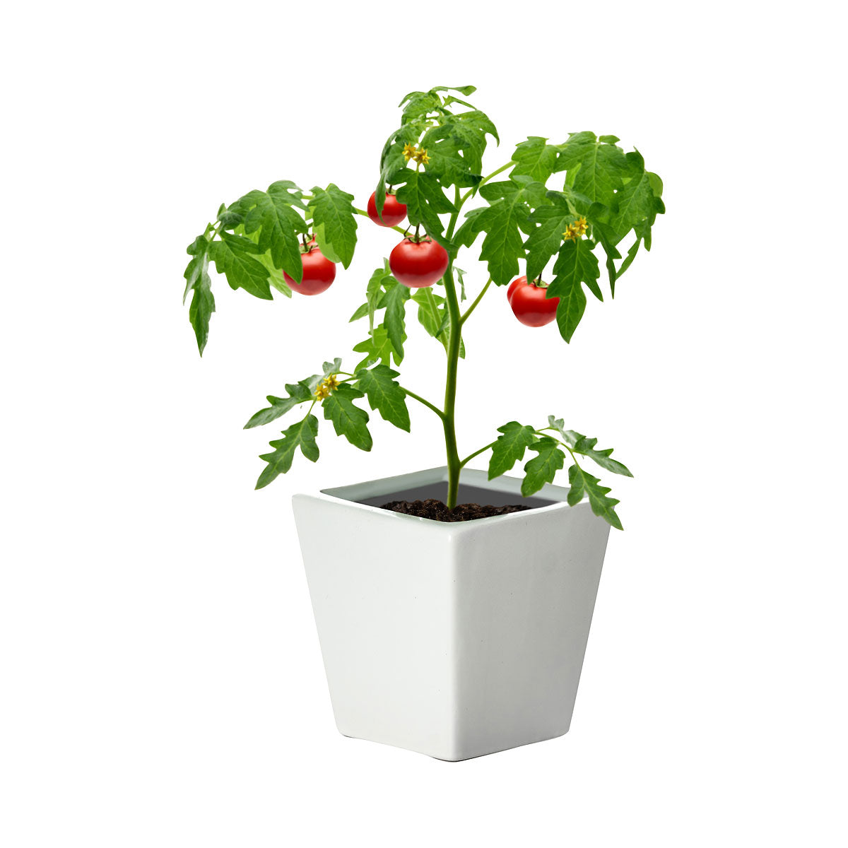 Ceramic Square Pot Tomato