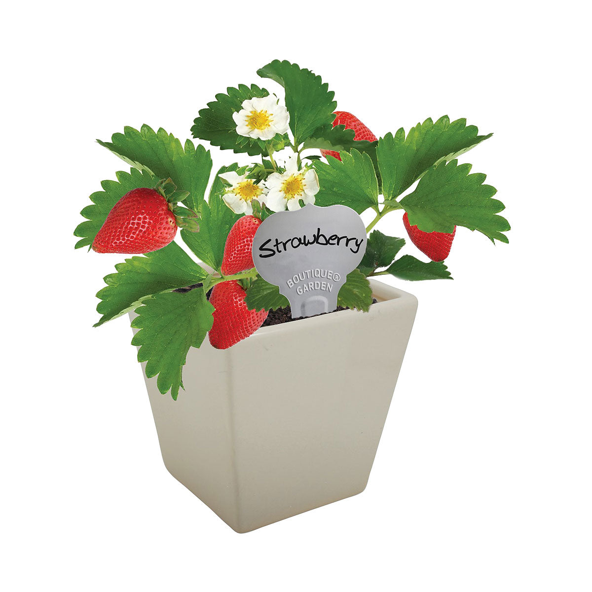 Ceramic Square Pot Strawberry