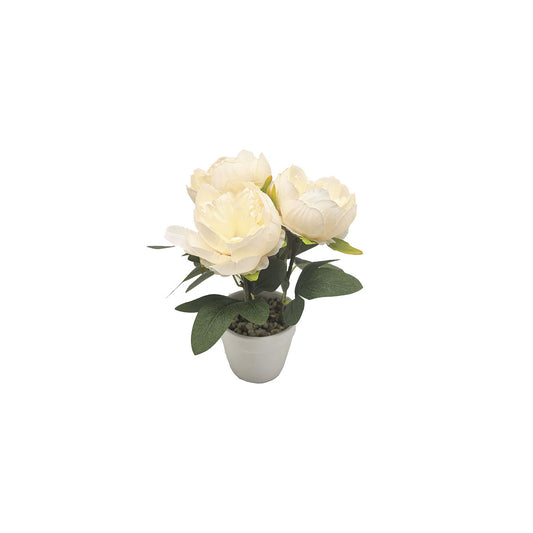 Peonies In White Pot Assorted