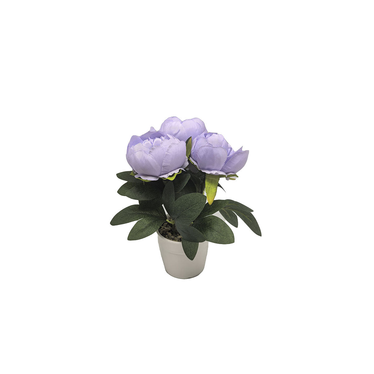 Peonies In White Pot Assorted