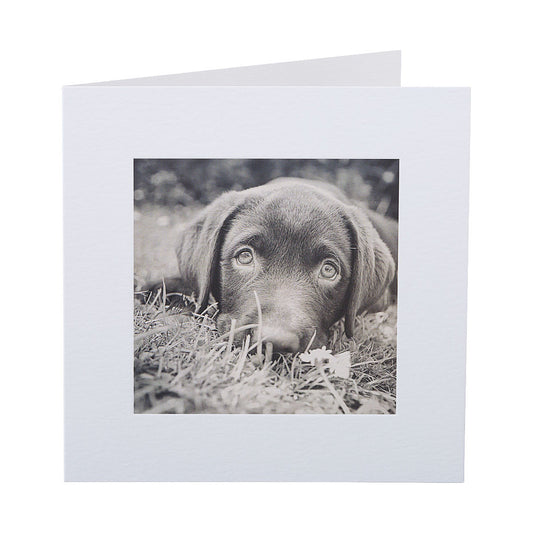 Cute Puppy Dog Eyes Greeting Card