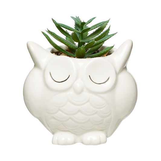 Novelty Succulent Owl / Dog