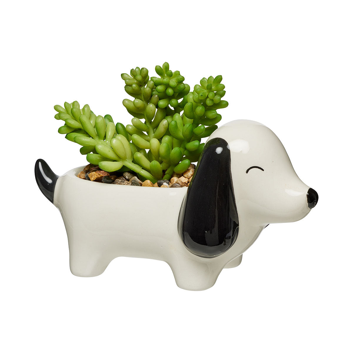 Novelty Succulent Owl / Dog
