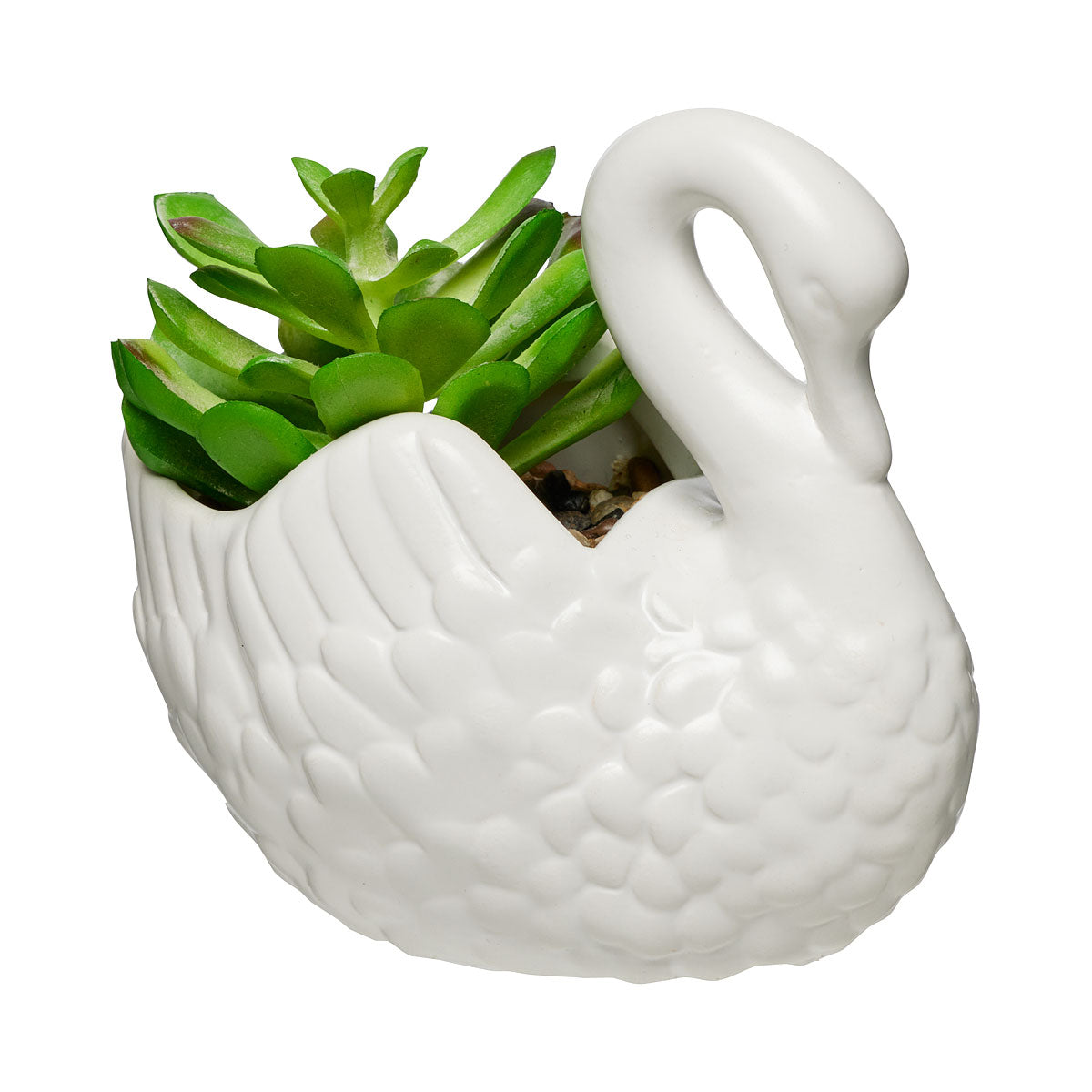 Novelty Succulent Turtle/ Swan