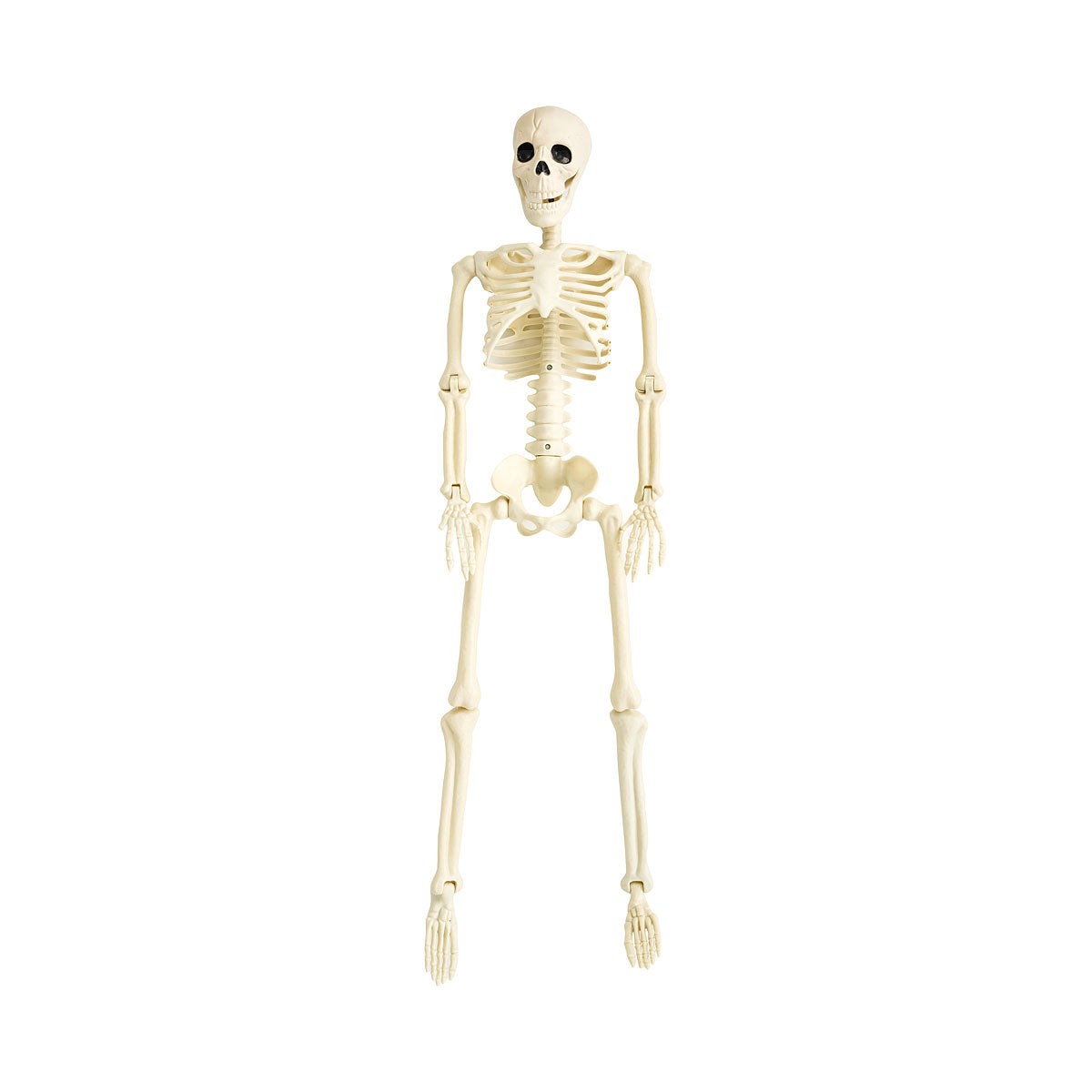 Halloween Skeleton Large 1.6m