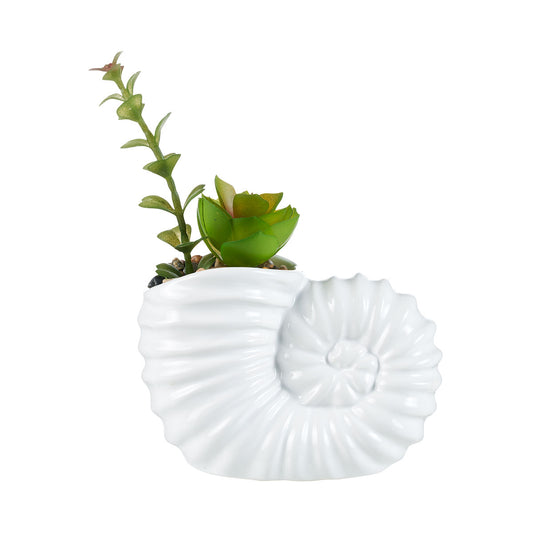 Coast Novelty Succulent Seashell