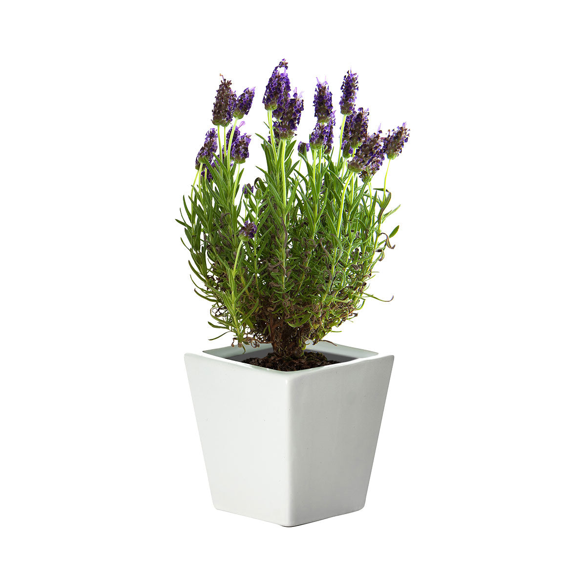 Ceramic Square Pot Lavender