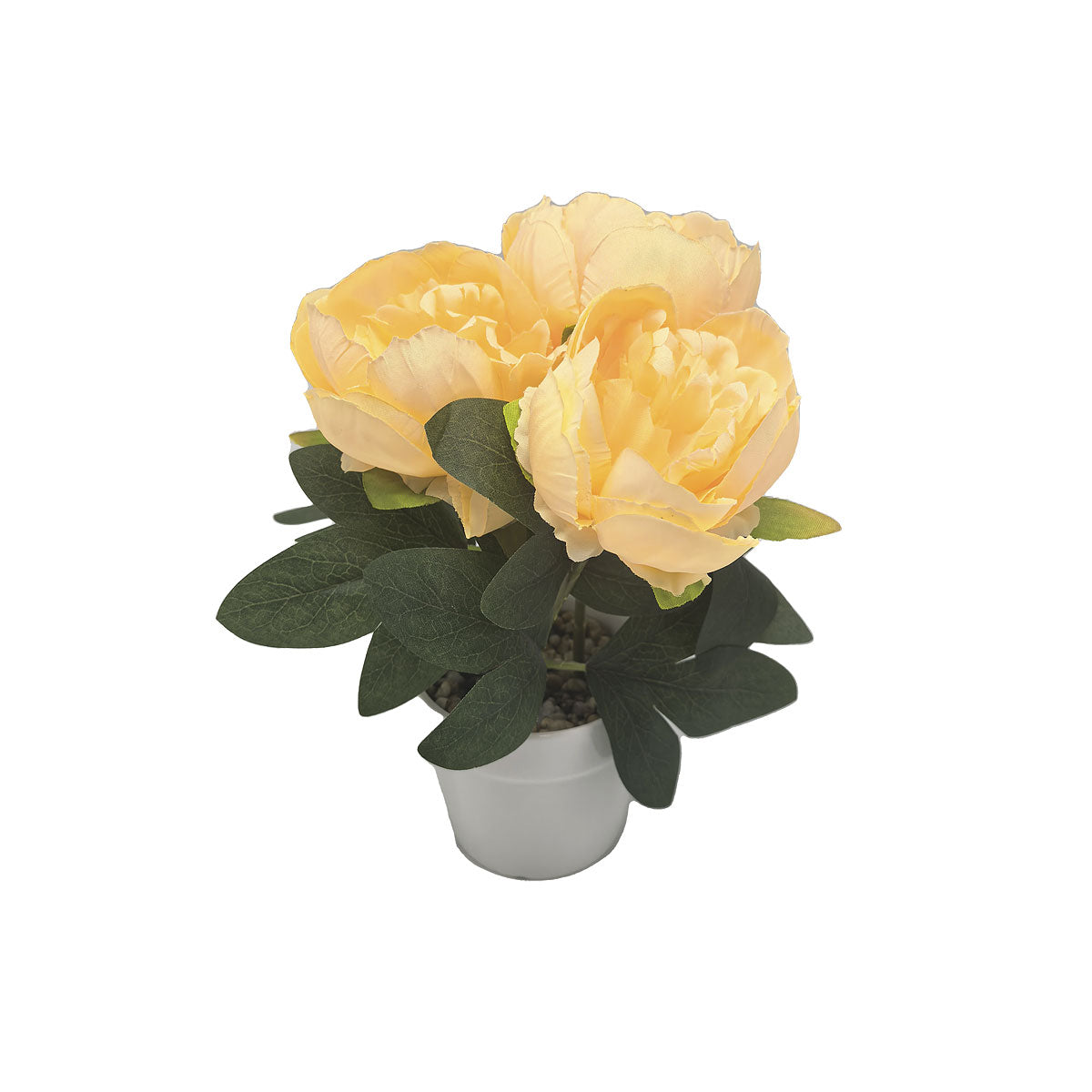 Peonies In White Pot Assorted