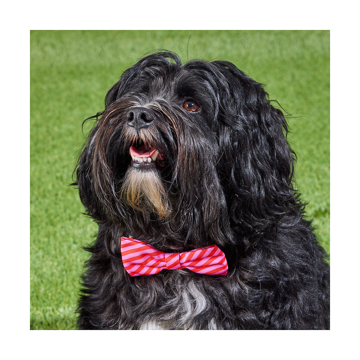 Pet Red Stripe Bow Tie