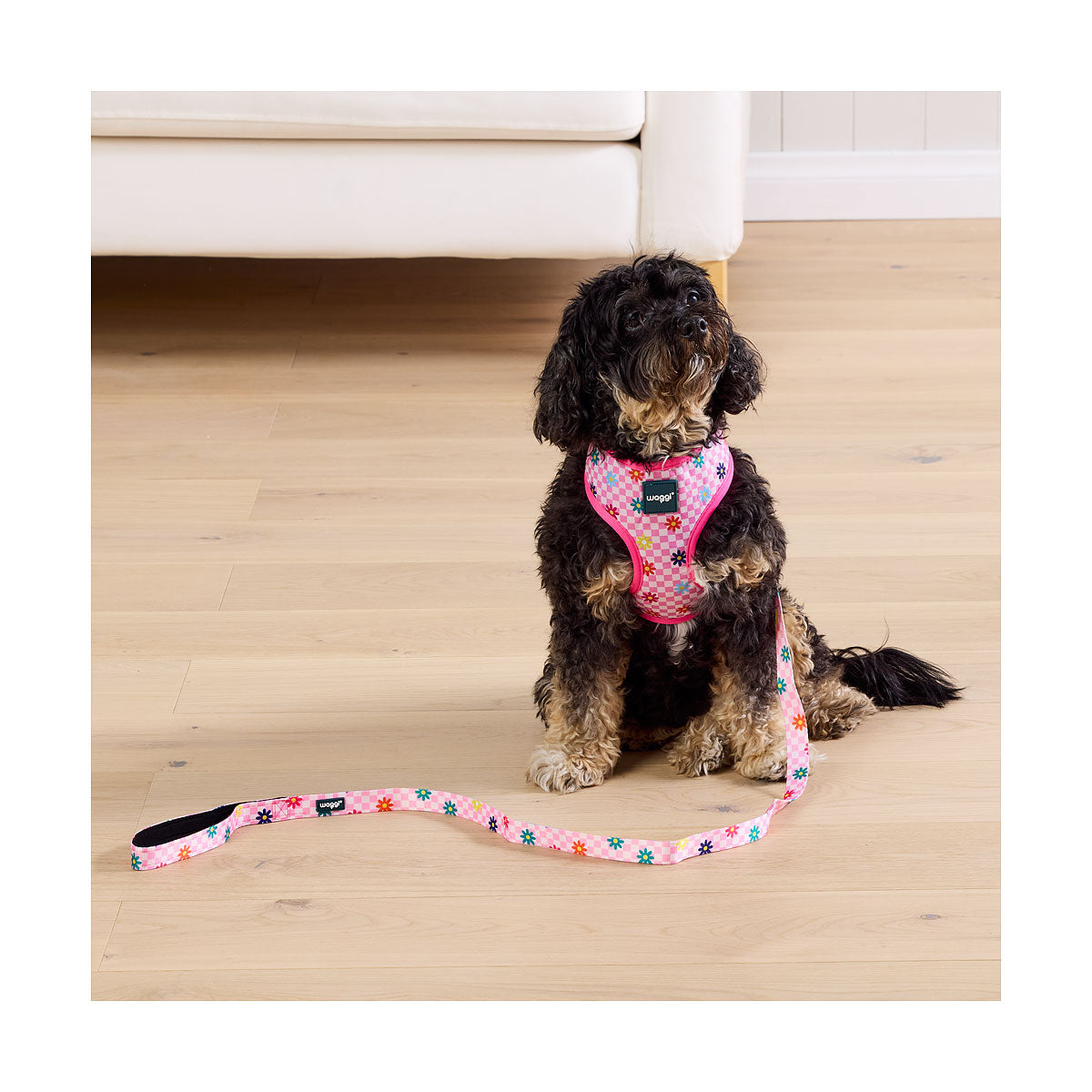 Waggi Pet Collar/Lead Set