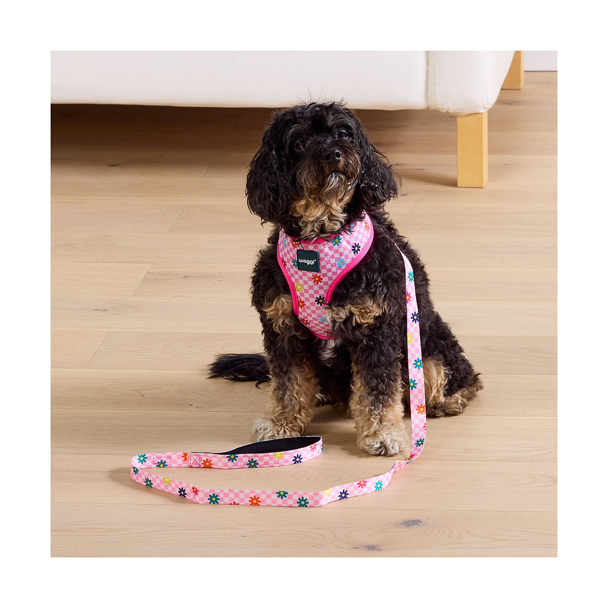Waggi Pet Collar/Lead Set