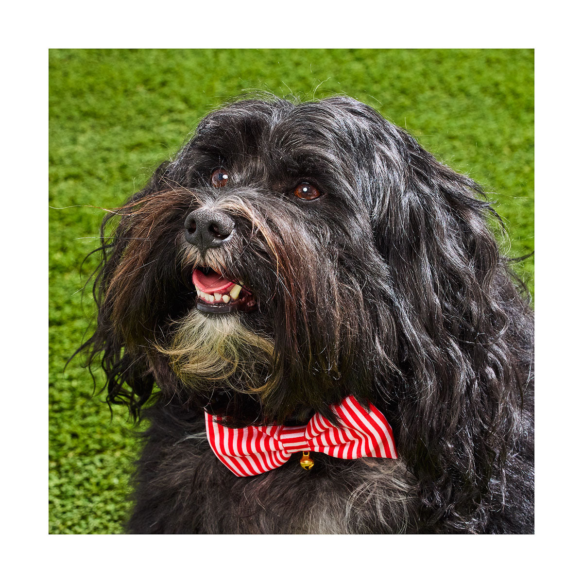 Christmas Pet Bowtie Icon Print