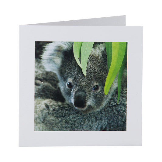 Cute Koala Greeting Card