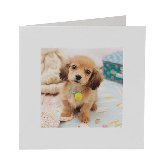 Cute Puppy Greeting Card