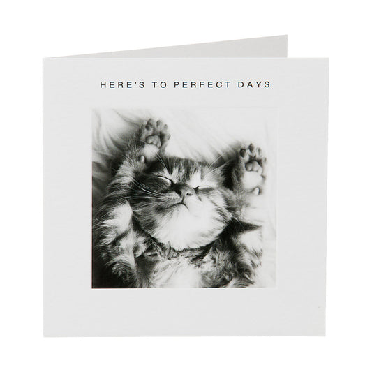 Cute Kitten Perfect Days Card