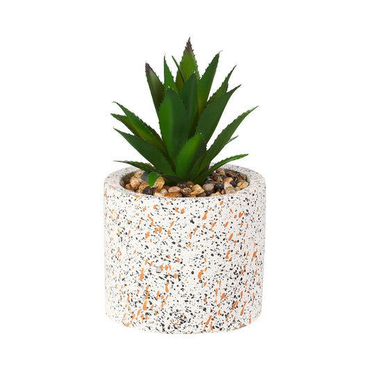 Small Succulent in Terrazzo Pot