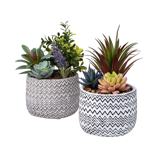 Succulents in Zig Zag Pot