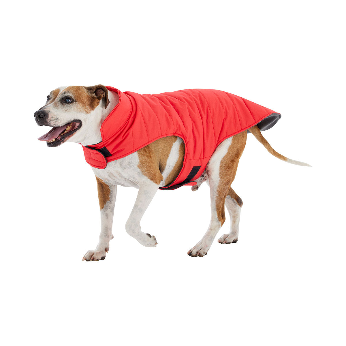 Dog Coat Danny Medium – The Reject Shop