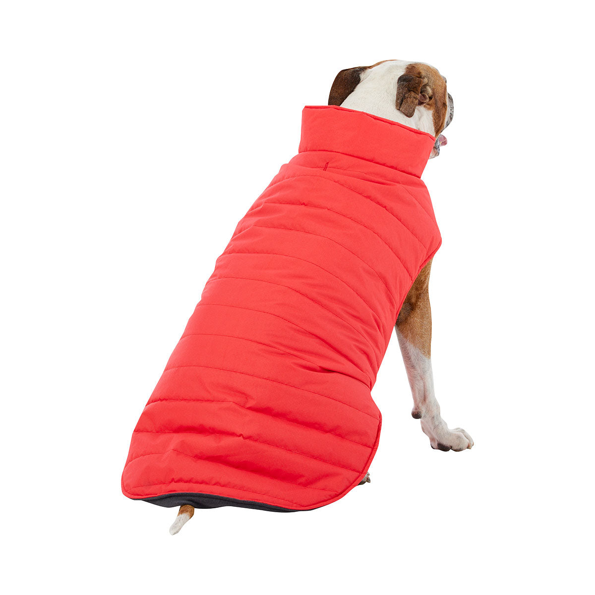 Dog Coat Danny Medium