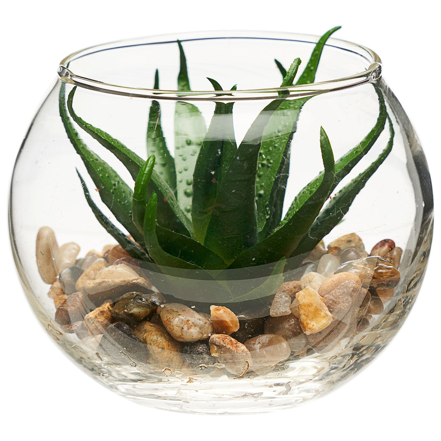 Mini Succulent Glass Bowl Assorted