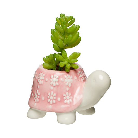 Novelty Succulent Turtle/ Swan