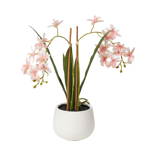 Twin Mini Orchid In White Pot