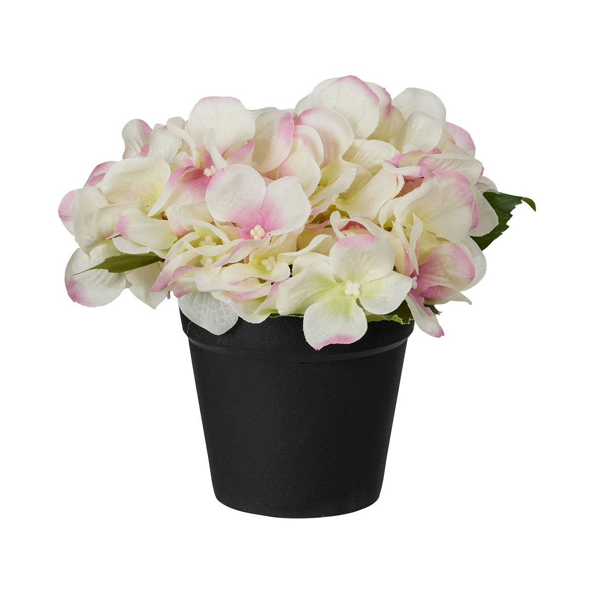 Hydrangea In Plastic Pot Assorted