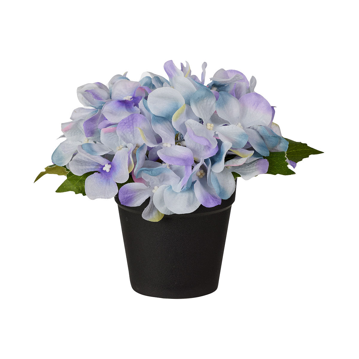 Hydrangea In Plastic Pot Assorted