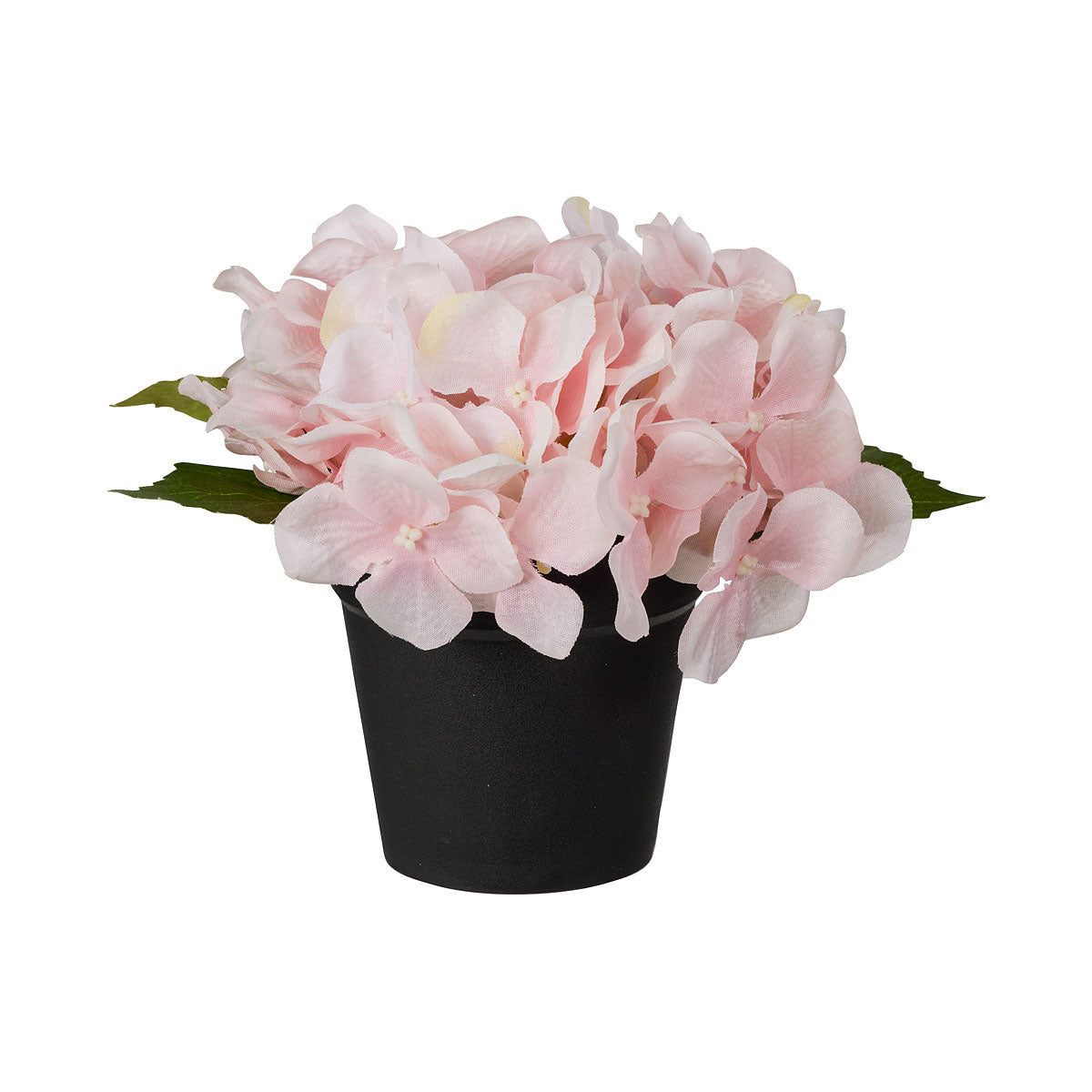 Hydrangea In Plastic Pot Assorted