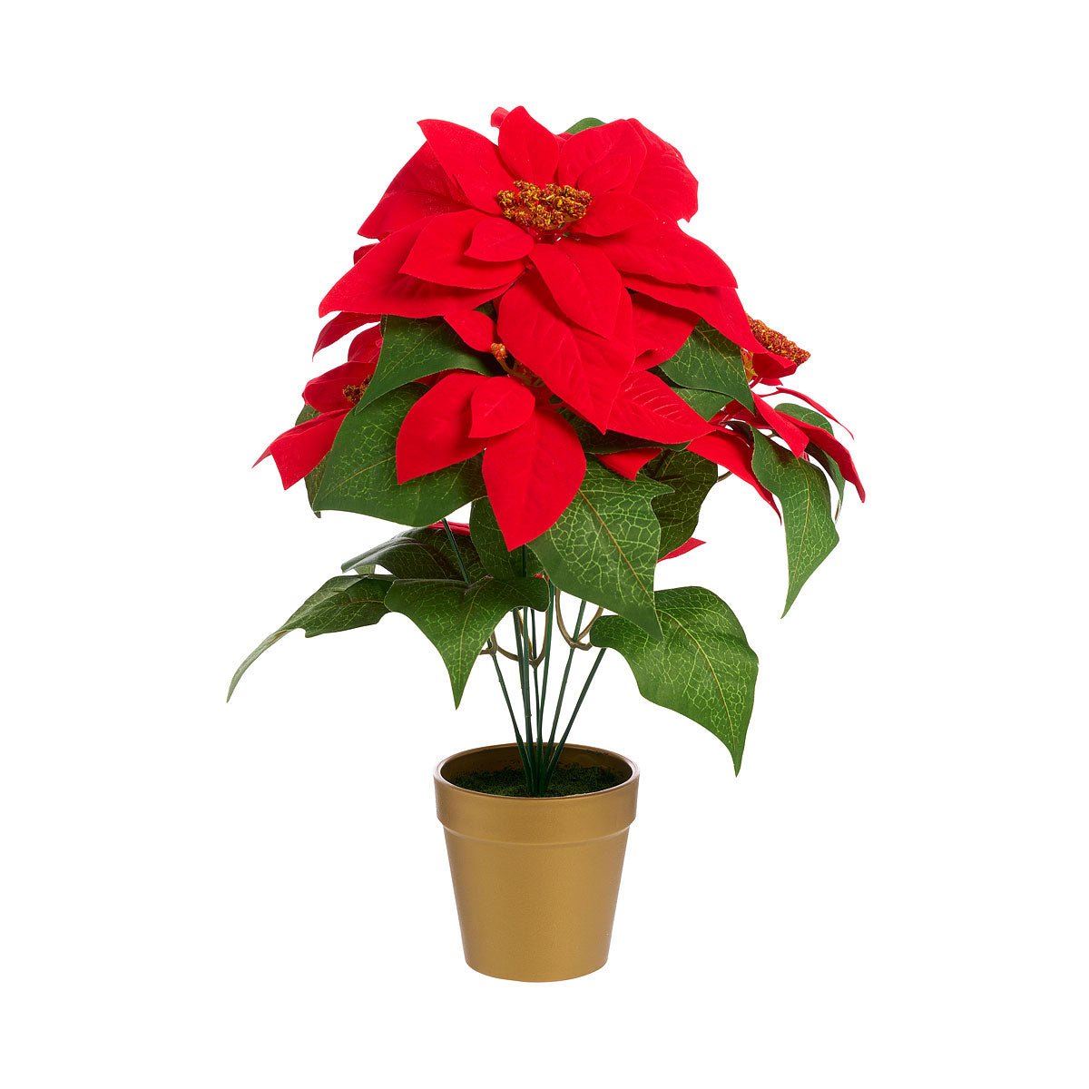 Christmas Potted Poinsettia L Assorted