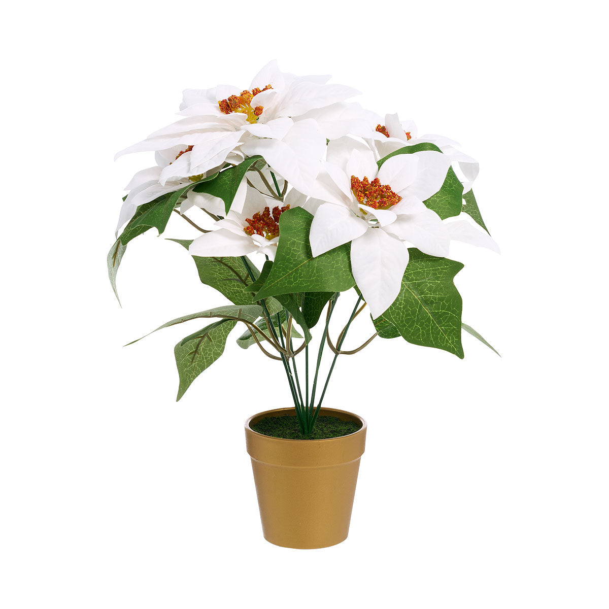 Christmas Potted Poinsettia L Assorted