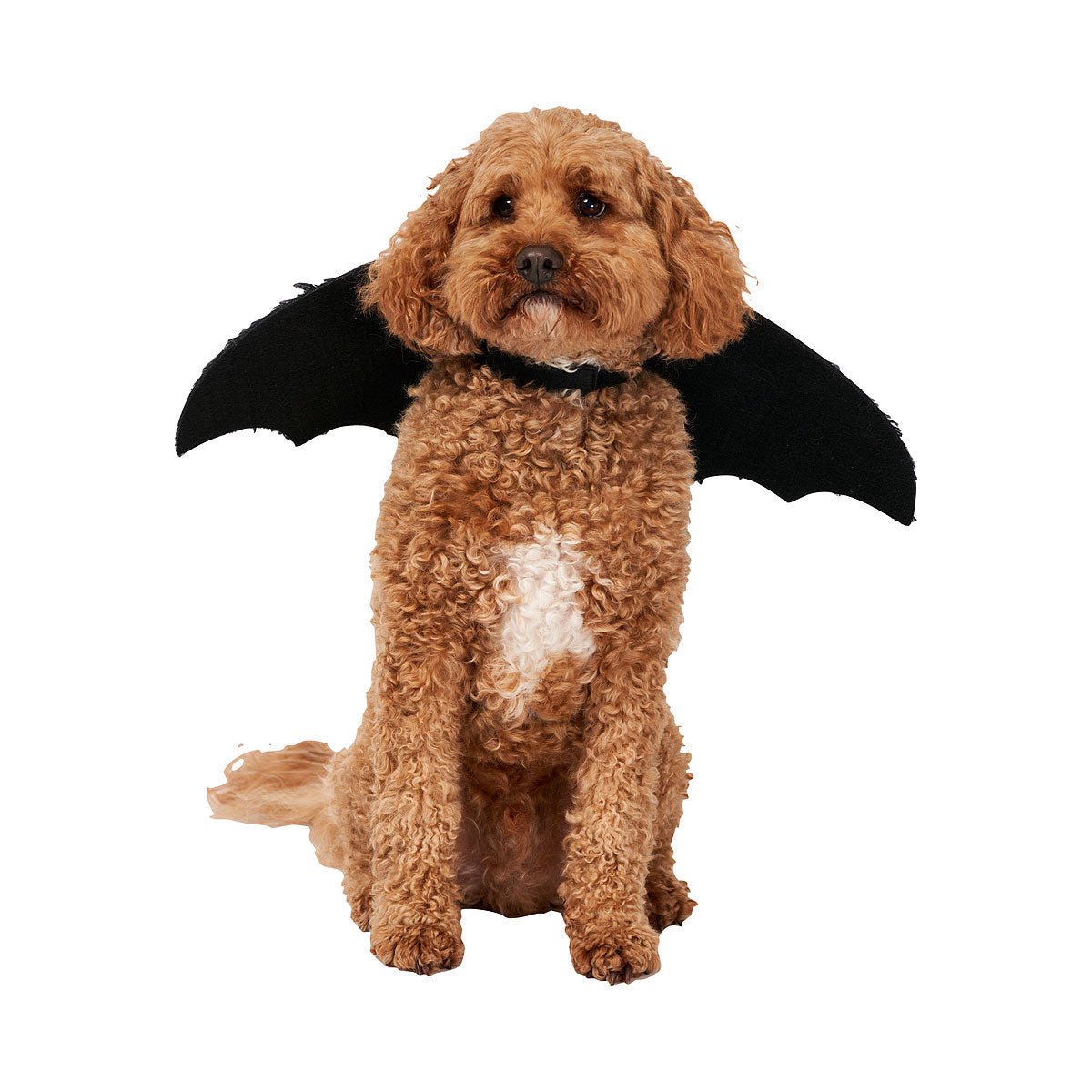 Halloween Pet Costume