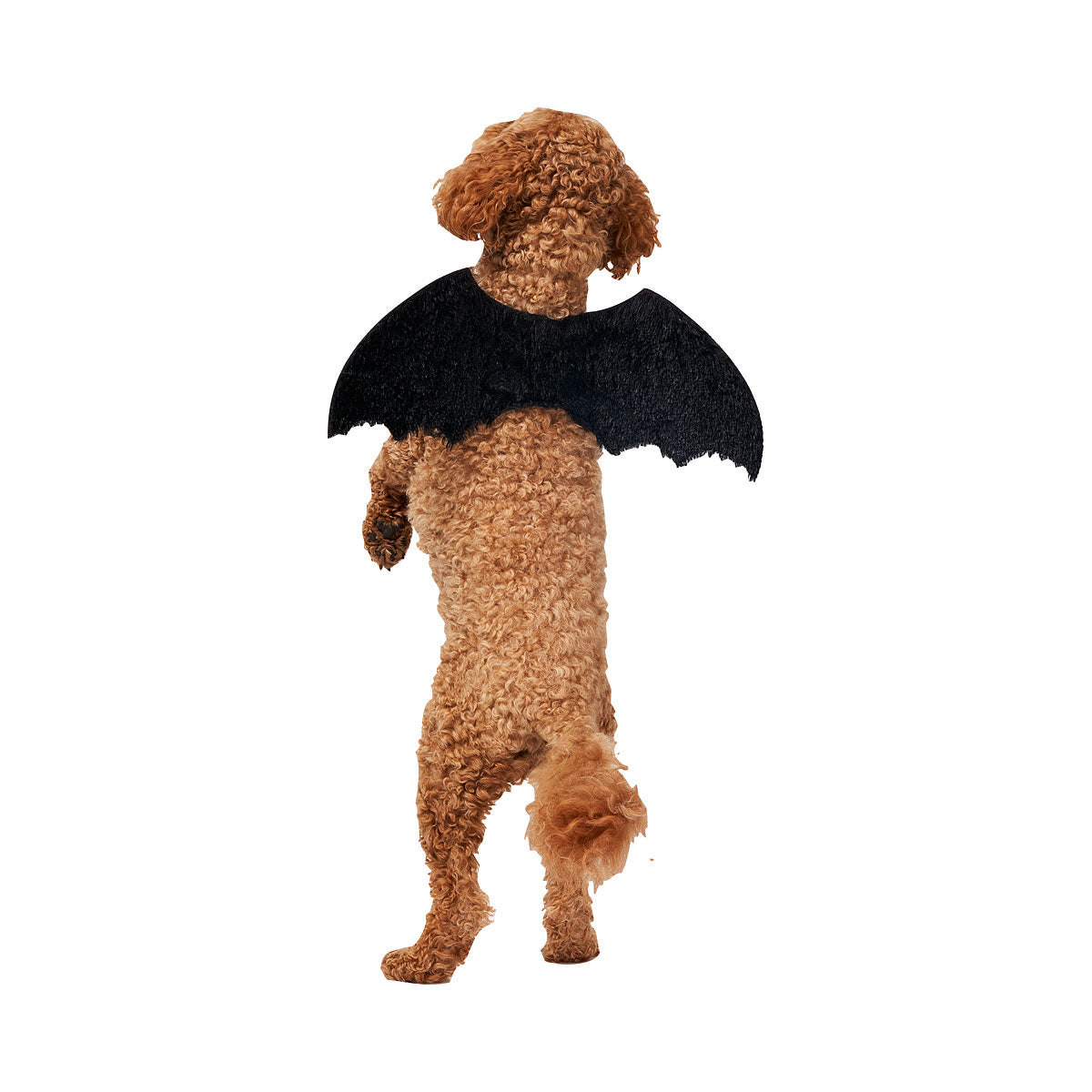 Halloween Pet Costume